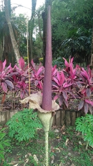 Amorphophallus hirtus