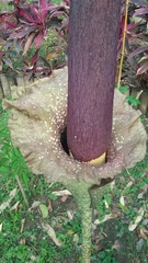 Amorphophallus hirtus