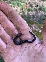 Plethodon electromorphus