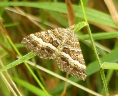 Chrysolarentia vicissata