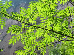 Toxicodendron vernicifluum