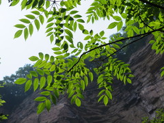 Toxicodendron vernicifluum