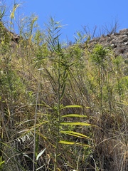 Phragmites australis berlandieri