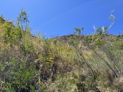 Phragmites australis berlandieri