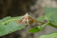 Endotricha repandalis