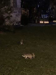 Sylvilagus floridanus