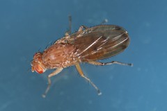 Suillia quinquepunctata
