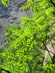 Toxicodendron vernicifluum