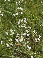 Cardamine penduliflora