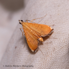 Mabra nigriscripta