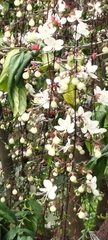 Clerodendrum schmidtii