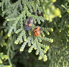 Harmonia axyridis