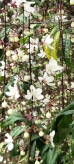 Clerodendrum schmidtii