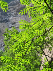 Toxicodendron vernicifluum