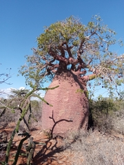 Adansonia rubrostipa