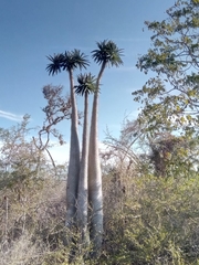 Pachypodium geayi image