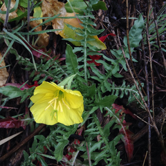 Oenothera flava