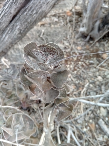 Kalanchoe rhombopilosa image