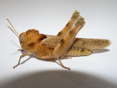 Ecphantus quadrilobus