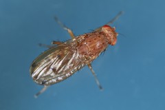 Suillia quinquepunctata
