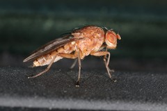 Suillia quinquepunctata