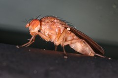 Suillia quinquepunctata