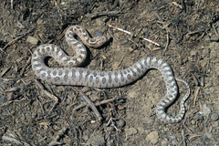 Arizona elegans occidentalis