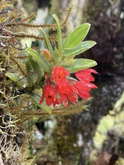 Fernandezia sanguinea