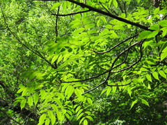 Toxicodendron vernicifluum