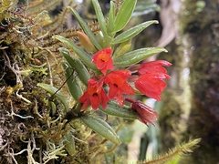 Fernandezia sanguinea