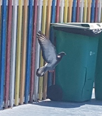 Columba livia domestica