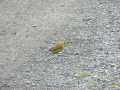 Emberiza citrinella caliginosa