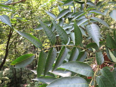 Toxicodendron vernicifluum