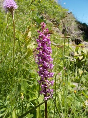 Gymnadenia densiflora