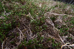 Selaginella rupestris