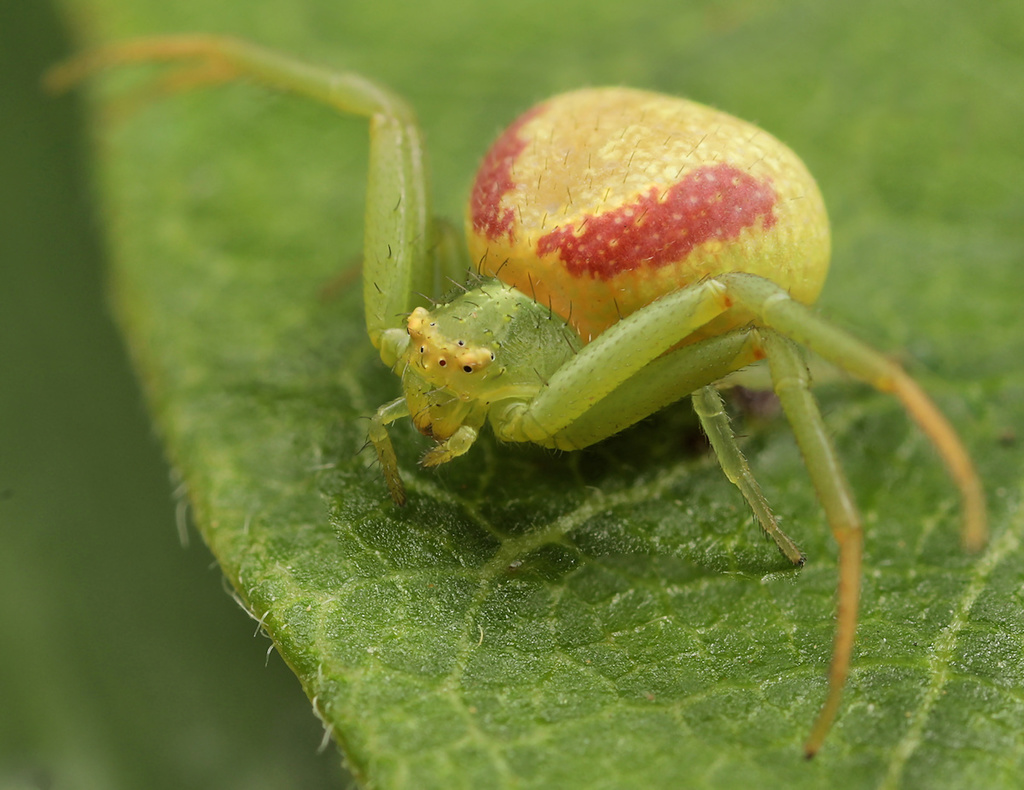 Rosy-banded crab spider