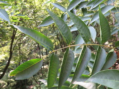 Toxicodendron vernicifluum