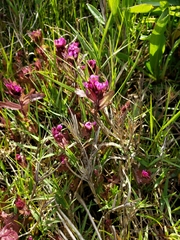 Castilleja ambigua humboldtiensis