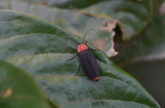 Pyrocoelia sanguiniventer