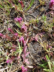 Castilleja ambigua humboldtiensis