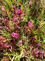 Castilleja ambigua humboldtiensis