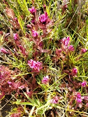 Castilleja ambigua humboldtiensis