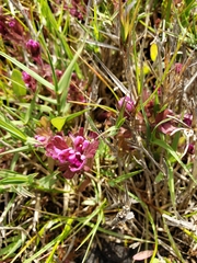 Castilleja ambigua humboldtiensis