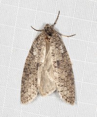 Lepidoscia euryptera