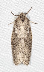 Lepidoscia euryptera