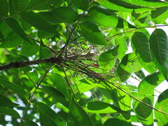 Toxicodendron vernicifluum