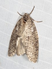 Lepidoscia euryptera
