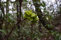 Exobasidium symploci