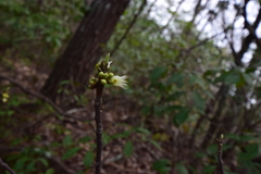 Exobasidium symploci