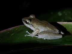 Craugastor talamancae
